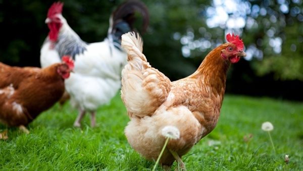 البلدي على خطى البيضاء، ارتفاع سعر الفراخ اليوم الأربعاء 25 فبراير 2026