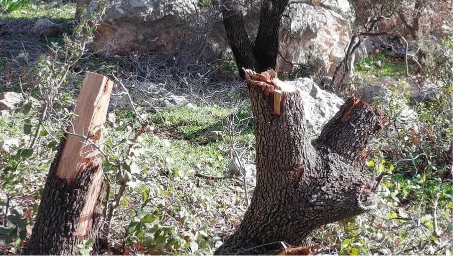 إربد.. خطر القطع الجائر يلاحق أشجار البلوط والزيتون المعمرة بلواء الكورة
