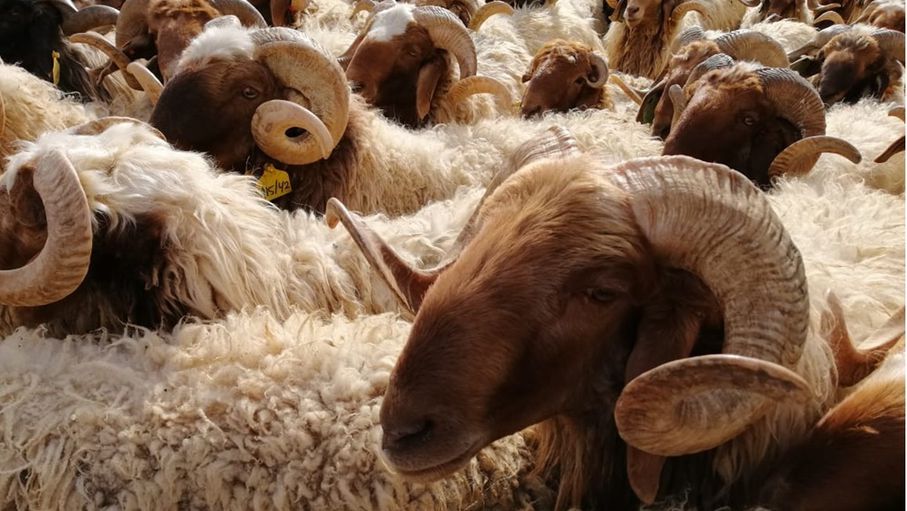 تجار: وقف تصدير الأغنام غير مدروس