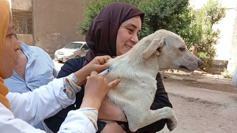 محافظ الجيزة يكشف إجراءات مواجهة الكلاب الضالة والتحصين ضد السعار