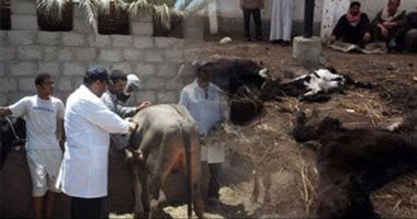 "الزراعة" تواصل جهود الحملة القومية ضد الحمى القلاعية والوادى المتصدع