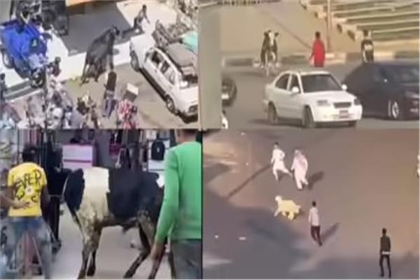 هروب الأضاحي 2026.. مطاردات تتحول إلى مشاهد كوميدية بالشوارع المصرية