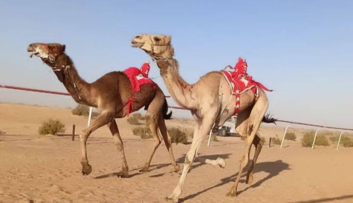 تتويج الفائزين بـ"سباق العلمين" التمهيدي الرابع للهجن بمشاركة 600 مطية