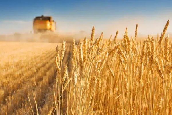 القمح ينخفض 3% والذرة تتراجع
