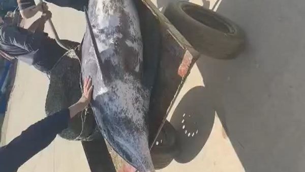 ظهور غير معتاد، دولفين نافق يفاجئ أهالي المعدية بالبحيرة