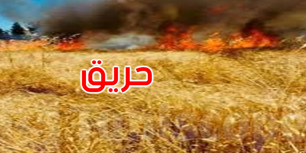 جندوبة: اندلاع حريق بخمس هكتارات من القمح الصلب