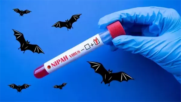 كارثة كورونا تتكرر، الصحة الإندونيسية تفجر مفاجأة عن علاقة فيروس نيباه بالخفافيش