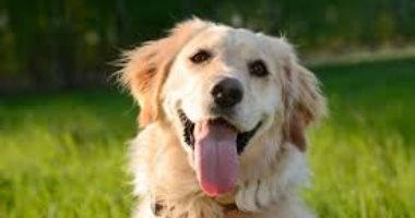 إيواء آمن ورعاية بيطرية إجبارية.. تفاصيل التزامات حائزى الحيوانات الخطرة