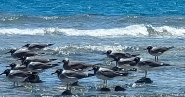 مشاهد مذهلة على شواطئ الغردقة.. آلاف الطيور المهاجرة تحط في البحر الأحمر.. المحميات الطبيعية والجزر البحرية تؤمّن الرحلات الطويلة وتوفر غذاءها.. وظهور كثيف للقلق الأبيض والنورس والخطاف والنسور