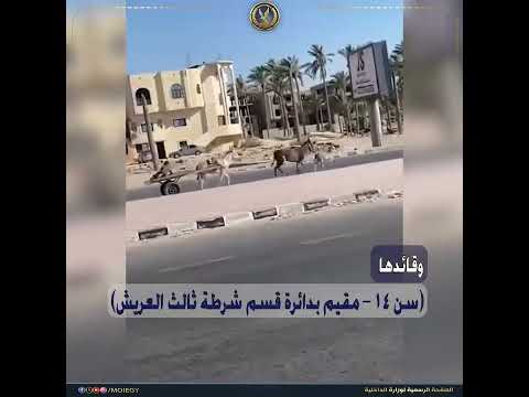 ضبط قائد عربة "كارو" تجرها 3 دابات لقيامه بالسير عكس الإتجاه بشمال سيناء