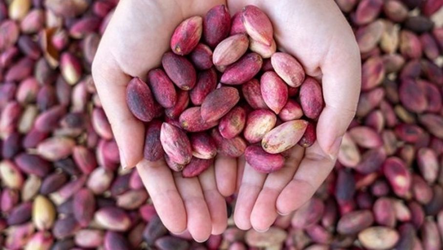 الحرب ترفع أسعار الفستق لأعلى مستوياتها في 8 سنوات