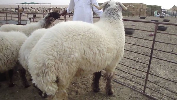 اكتشف علاقة لية الخروف بمرض السرطان