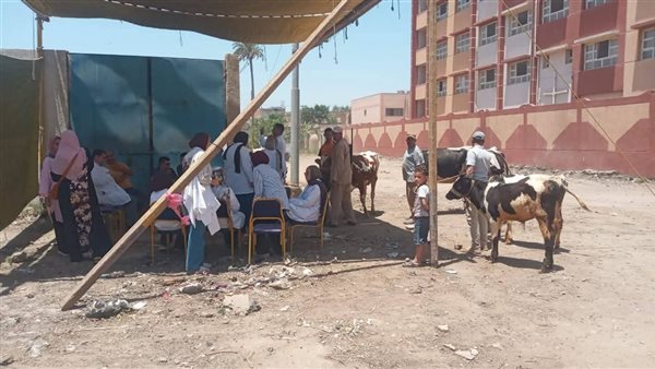 تجريع 200 رأس من الأغنام بقافلة بيطرية مجانية بـ"محل بشر" في البحيرة
