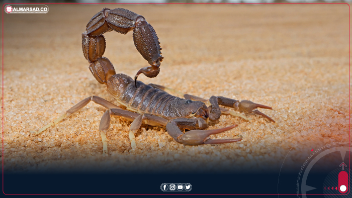 ارتفاع حالات لدغات العقارب في أوباري وتحذيرات من تزايد الإصابات بين الأطفال