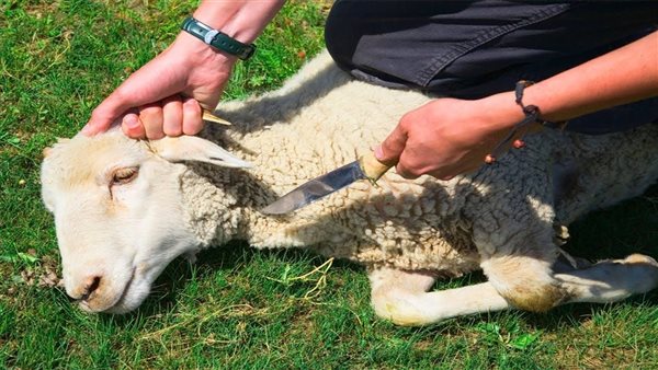 ما حكم نسيان عقد نية الأضحية في أول ذي الحجة؟ الإفتاء تجيب