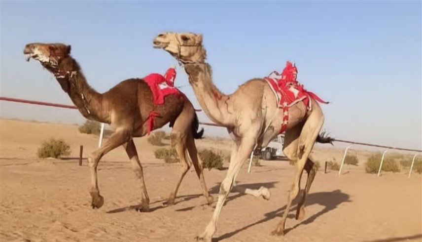 تتويج الفائزين بـ"سباق العلمين" التمهيدي الرابع للهجن بمشاركة 600 مطية