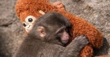 تفسير حلم القرد.. خداع ومكر أو رغبة فى استعادة الفرح