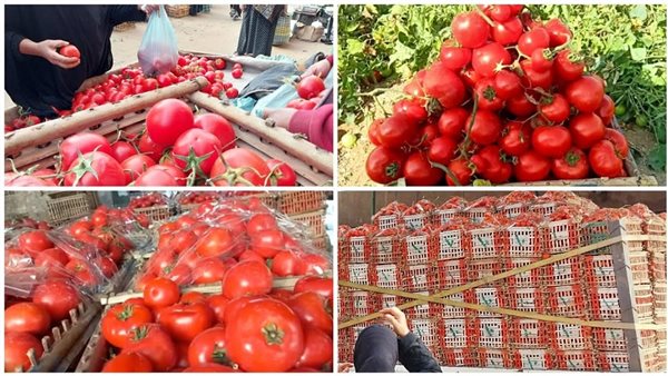 20 جنيه للكيلو.. العسقلاني: قرار الطماطم يضرب الغلاء في مقتل|فيديو