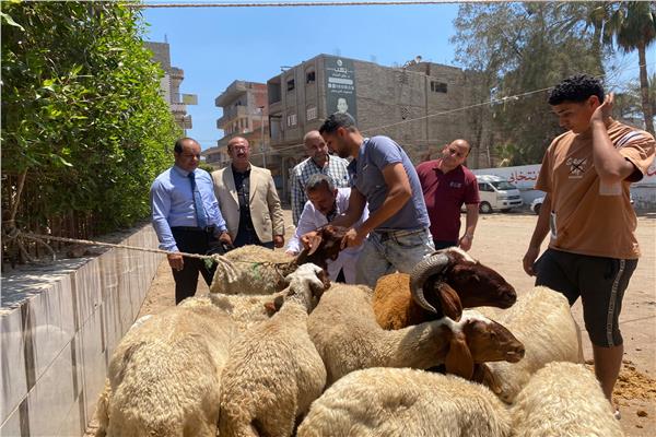 علاج 330 رأس ماشية في قافلة طبية بيطرية بالدقهلية