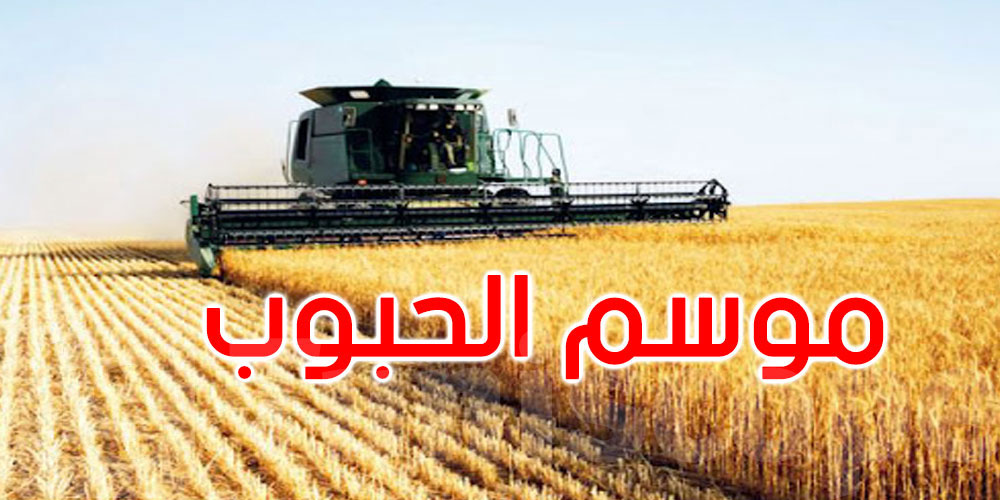 م ع ديوان الحبوب: تجميع 280 ألف قنطار من الحبوب إلى حد الآن