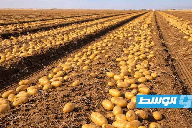 بدء حصاد البطاطا في مشروع الكفرة الزراعي