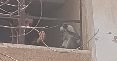 لسه بيتنطط.. التفاصيل الكاملة لواقعة هروب قرد من حديقة خاصة بالمنوفية"صور"