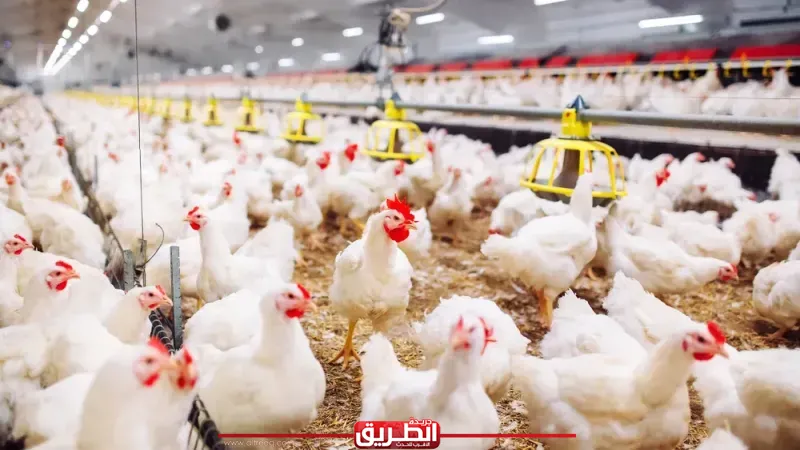 من 102 لـ78 جنيهًا.. أسباب انخفاض أسعار الدواجن في الأسواق