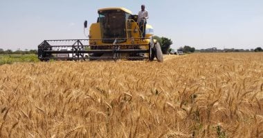 وزارة التموين: نستهدف استلام 5 ملايين طن قمح محلى خلال موسم 2026