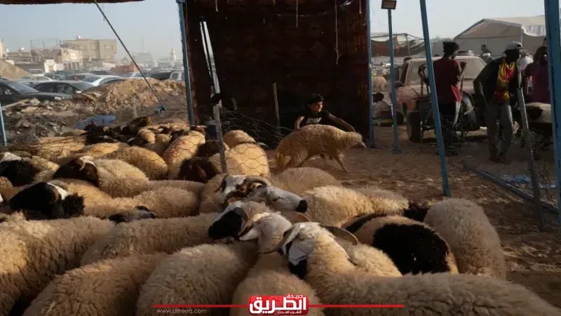 عيون أمنية لا تنام.. كيف تؤمن الشرطة النسائية ودوريات الجيزة أسواق الأضاحي؟