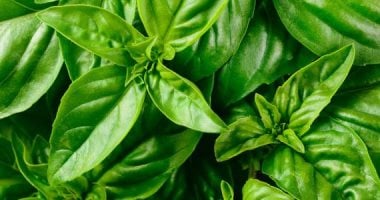 فوائد الريحان.. أهمها دعم المناعة وتنظيم السكر بطريقة طبيعية