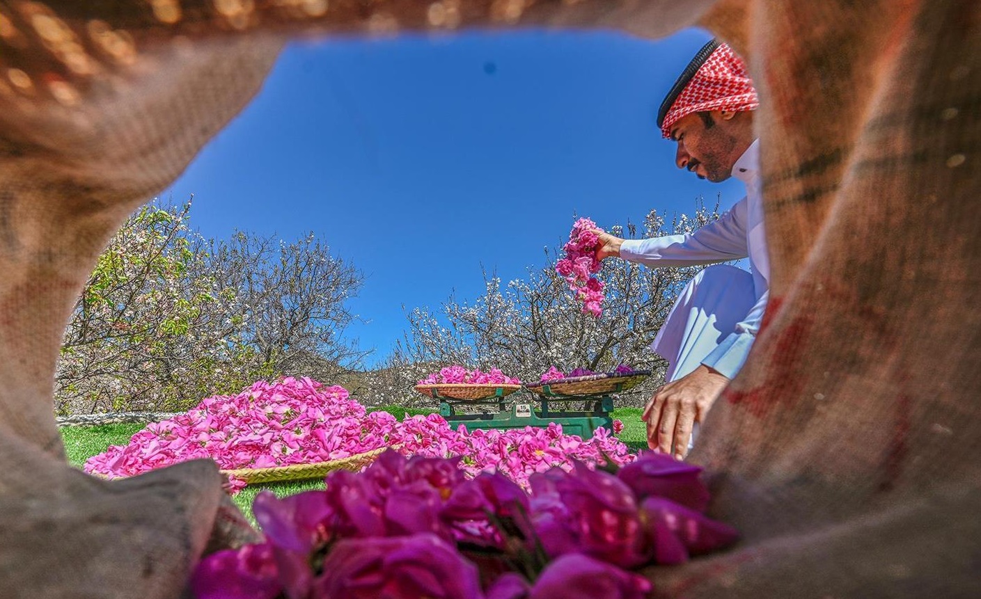 من قمم الهدا إلى عواصم العالم.. الورد الطائفي عبق يتجدد وأسواق تنمو