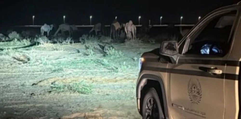 «الأمن البيئي» تضبط مخالفاً لرعيه في محمية الملك عبدالعزيز الملكية