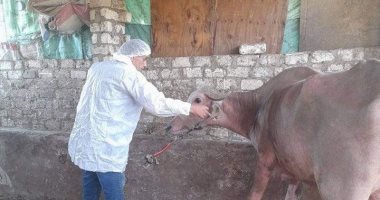 الحمى القلاعية.. كيف تكتشف الأعراض مبكراً وتتجنب الخسائر الاقتصادية؟