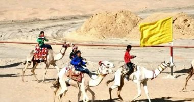 من الدروب الصحراوية العتيقة إلى مضامير السباقات العالمية.. رياضة الهجن بالوادى الجديد تحقق مراكز أولى بهجن يزيد سعرها عن مليون جنيه.. احترفها هجانة قبائل الشرارية والرشايدة ومطير فرسان الميادين الرملي
