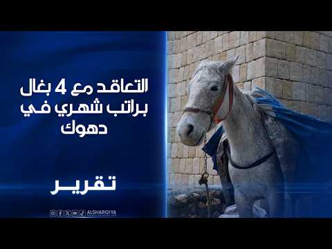 السلطات المحلية في قضاء عقرة بمحافظة دهوك تتعاقد مع 4 بغال براتب شهري لإنقاذها من النفايات