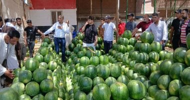 مباشر من أكبر شوادر البطيخ بالإسكندرية.. والبطيخة تبدأ من 2 جنيه لـ70 جنيها