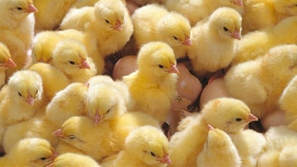 انخفاض الأبيض والروص، أسعار الكتاكيت والبط اليوم الأربعاء ببورصة الدواجن