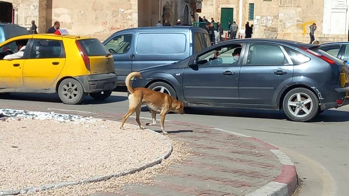 صفاقس : مرة اخرى الكلاب السائبة في كلّ مكان وزمان