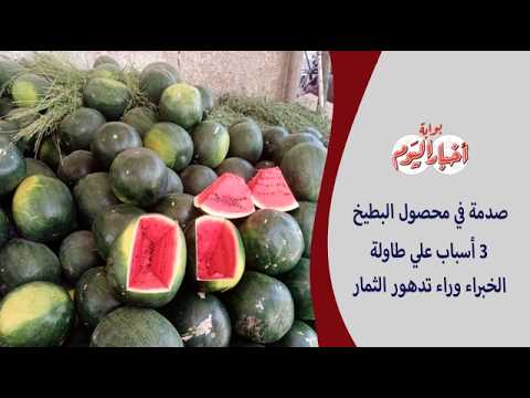 صدمة في محصول البطيخ  ٣ أسباب علي طاولة الخبراء وراء تدهور الثمار