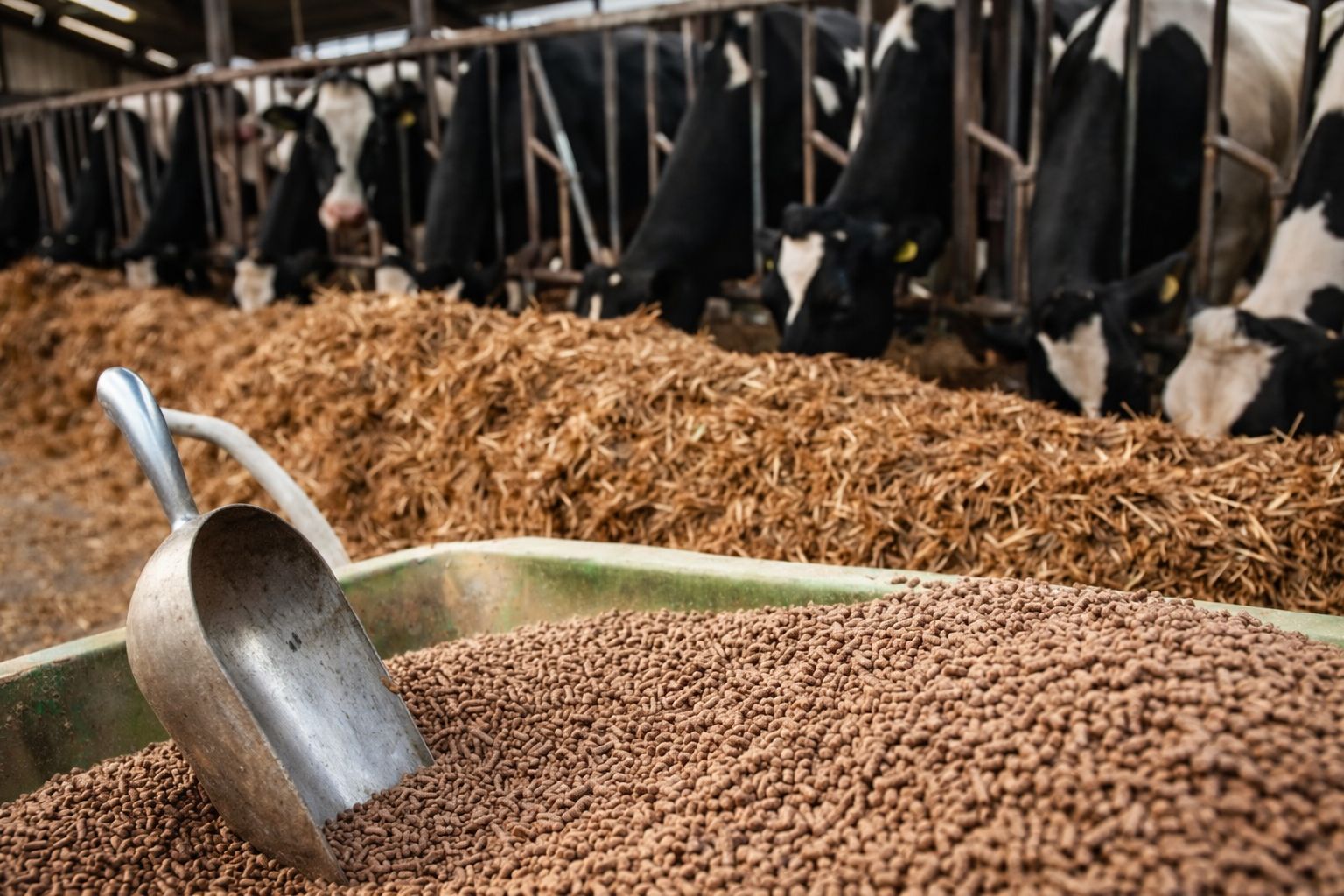 المغرب يفرض “فيزا صحية” على دخول أعلاف روسية تحتوي على بقايا اللحوم