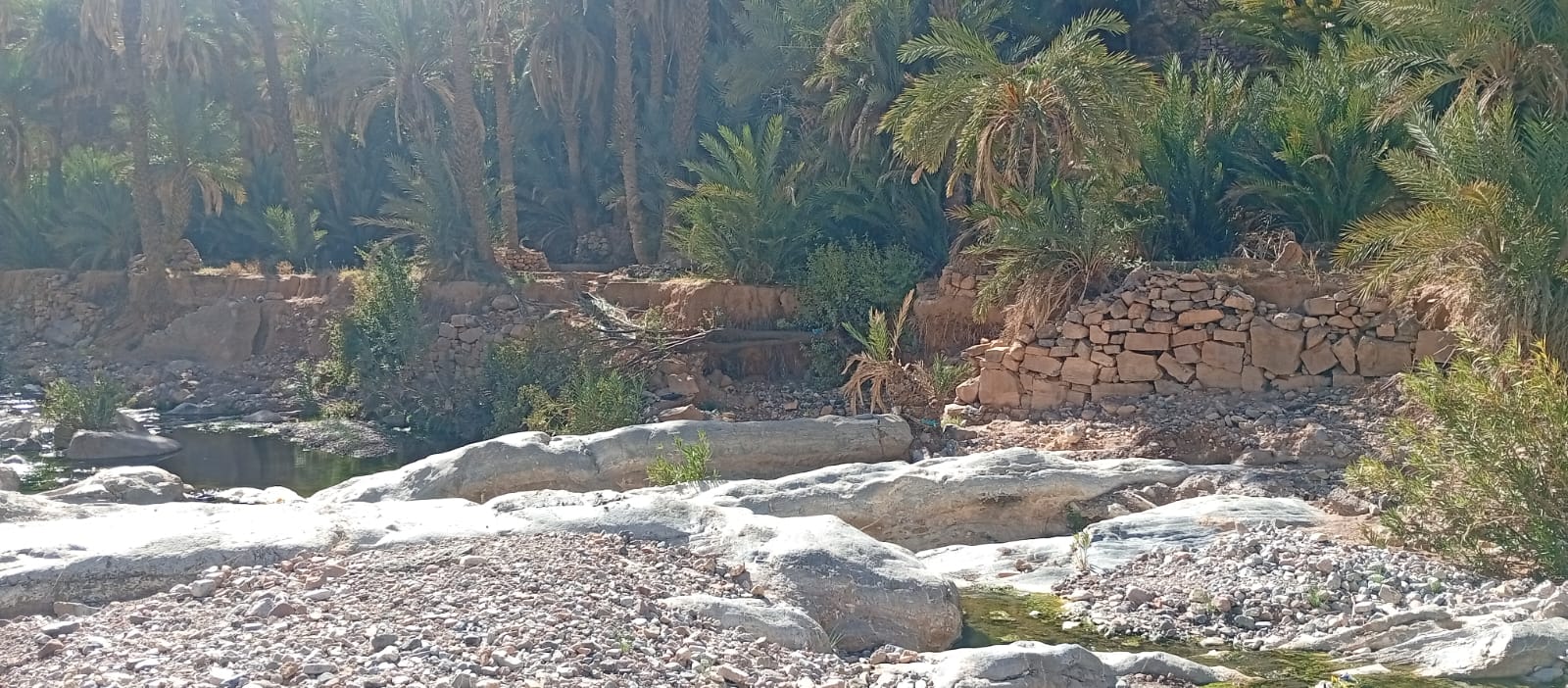 الجفاف والفيضانات يحولان واحة “امتزكين” بطاطا من جنة النخيل إلى أطلال