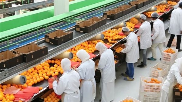 الموالح تتصدر القائمة.. الصادرات الزراعية تتخطى 5 ملايين طن وفتح 21 سوقًا عالميًا جديدًا