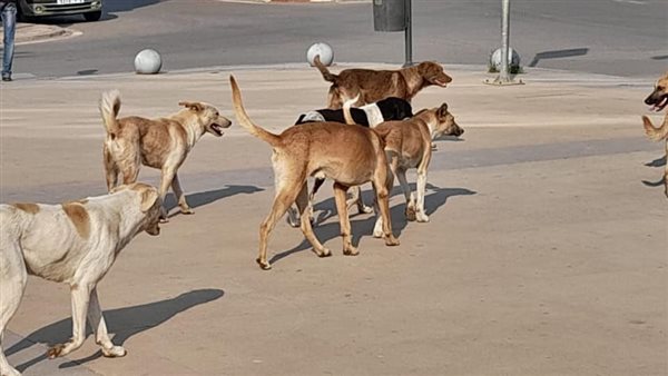 برلمانية عن الكلاب الضالة: ثروة يجب استغلالها وتصديرها إلى الخارج بدلا من التخلص منها