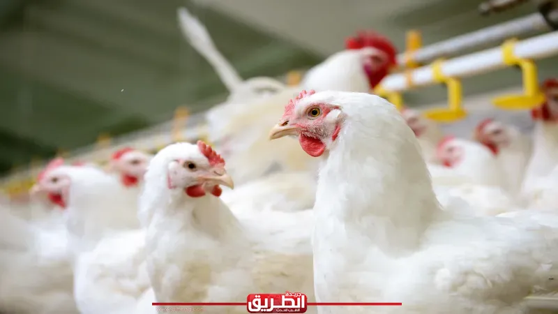 بشرى للمصريين.. كيلو الدواجن بـ100 جنيه في المجمعات الاستهلاكية ومعارض أهلاً رمضان