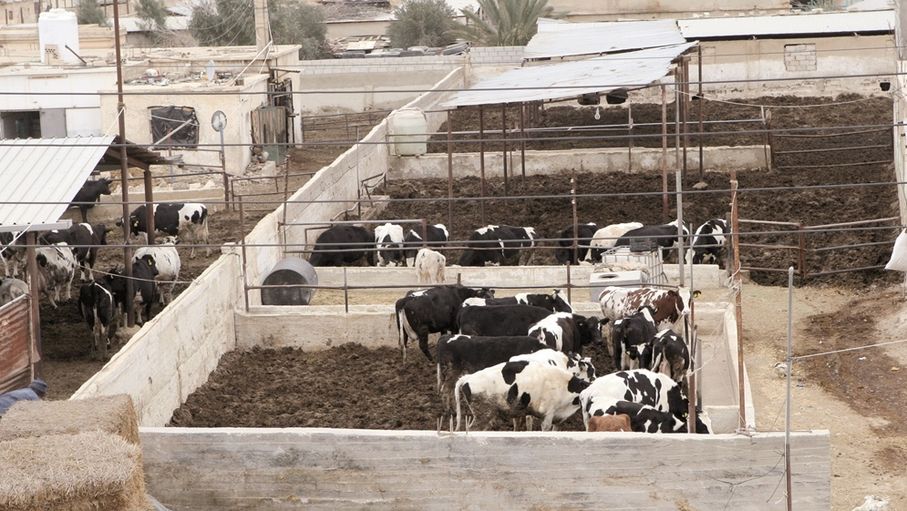 تطوير الثروة الحيوانية.. كيف يسهم بتعزيز الأمن الغذائي؟