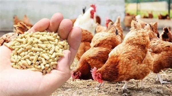 مصطفى بساطي: لا أساس علمي لاستخدام حبوب منع الحمل في الدواجن|فيديو