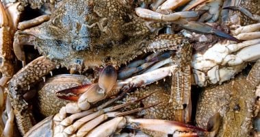 انخفاض أسعار المغازل والشراغيش.. أسعار السمك بالإسكندرية اليوم