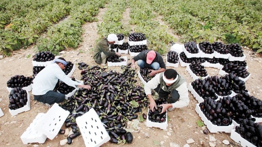 معنيون: الموسم الزراعي بوادي الأردن الأفضل منذ 15 عاما