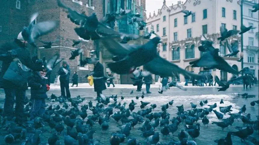 بولندا تستخدم حبوب الذرة معالحة بمواد منع الحمل للسيطرة على تزايد أعداد الحمام