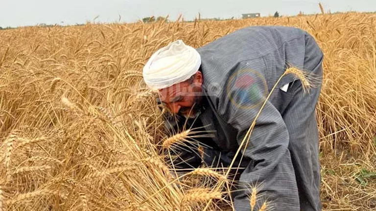 احتياطي القمح في أمان.. "الزراعة": نستعد لموسم حصاد استثنائي